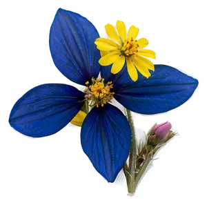 Wildflowers Of North Dakota Png 06252024 PNG image