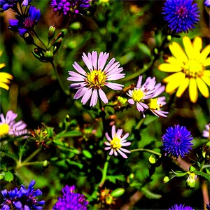 Wildflowers Of North Dakota PNG Njj