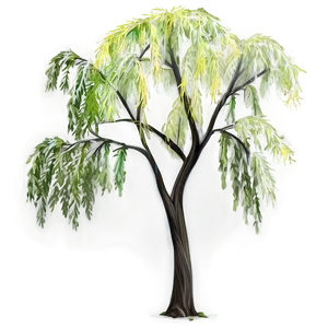 Willow Tree Line Art Png Vtk3 PNG image