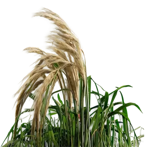 Windblown Grass Field Png 04292024 PNG image