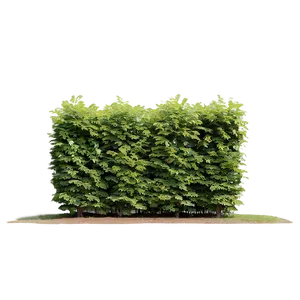 Windbreak Shrubs PNG 43