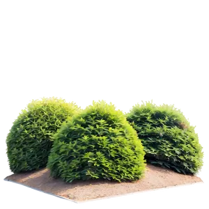 Windbreak Shrubs PNG Nmo38