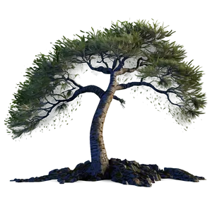 "windswept Coastal Tree PNG" 04302024