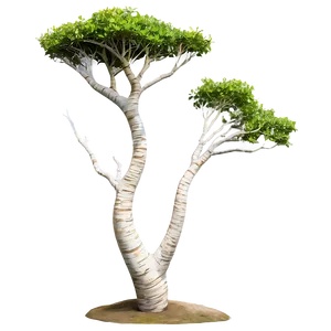 "windswept Coastal Tree PNG" 16
