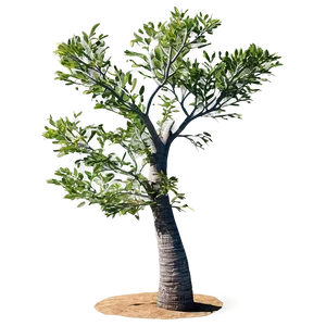 "windswept Coastal Tree PNG" 44