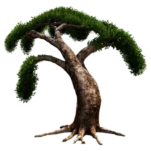 "windswept Coastal Tree PNG" Glm