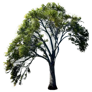 Windswept Coastal Trees PNG 05042024