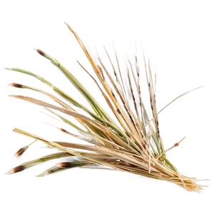 Windswept Dry Grass PNG 06262024