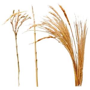 Windswept Dry Grass PNG Ltc