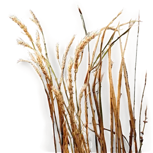 Windswept Dry Grass PNG Rih95 PNG