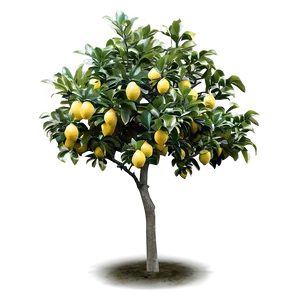 Windy Lemon Tree Image PNG Hym15