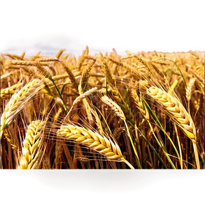Windy Wheat Field Waves Png Hev32 PNG image