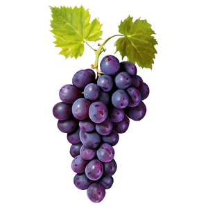 Wine Grape Png 05212024 PNG image