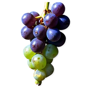 Wine Grape Png Mij61 PNG image