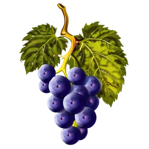 Wine Grape PNG Xpe