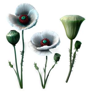 Winsome Poppy PNG 97
