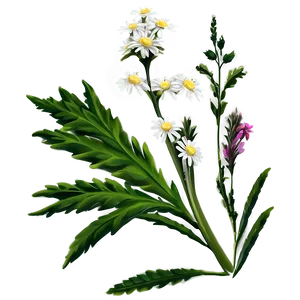 Winsome Wildflower PNG 06252024