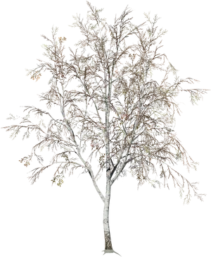 Winter Birch Tree Snowless Branches PNG image