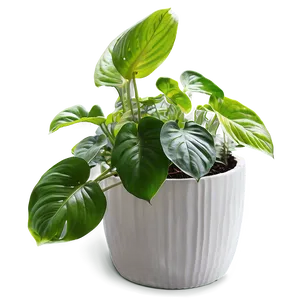 Winter Care For Indoor Pothos PNG 06272024 PNG