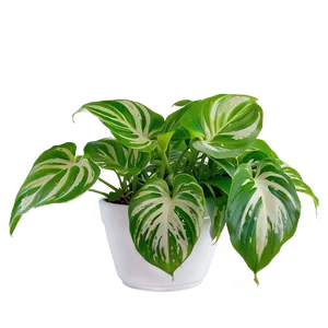 Winter Care For Indoor Pothos PNG Jip97 PNG