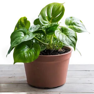 Winter Care For Indoor Pothos PNG Nqj47