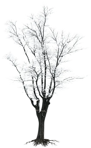 Winter Frosted Tree Silhouette.png PNG image