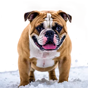 Winter Fun With Bulldogs Png Bao PNG image