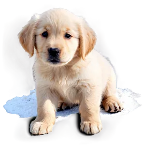 Winter Golden Retriever Puppy PNG Yux
