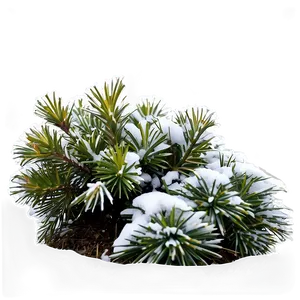 Winter Hardy Shrubs PNG 06122024 PNG