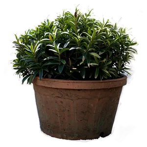 Winter Hardy Shrubs PNG Hrn PNG
