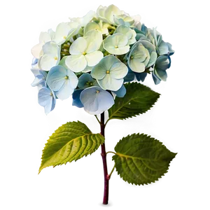 Winter Hydrangea Png Rir87 PNG image