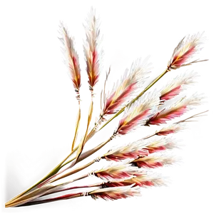 Winter Pampas Grass PNG 69 PNG