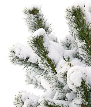 Winter Pine Branches Coveredin Snow PNG image