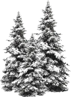 Winter Pine Trees Covered In Snow.png PNG image