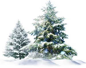 Winter_ Pine_ Trees_ Covered_in_ Snow.png PNG