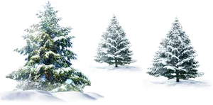Winter Pine Trees Coveredin Snow PNG