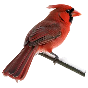 Winter Red Cardinal PNG Ufb72 PNG