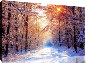 Winter Sunrise Forest Path PNG image