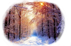 Winter Sunrise Forest Path.jpg PNG image