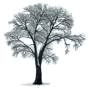 Winter Trees And Foggy Landscape PNG Tjq73 PNG