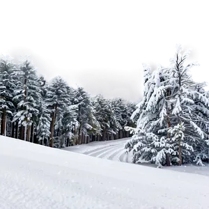 Winter Trees And Sleigh Tracks PNG Cii52 PNG