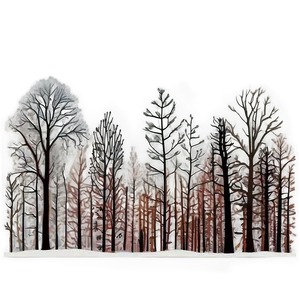 Winter Trees In Sunrise Glow PNG 82