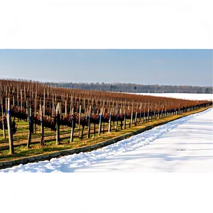 Winter Vineyard Landscape Png Sxt PNG image