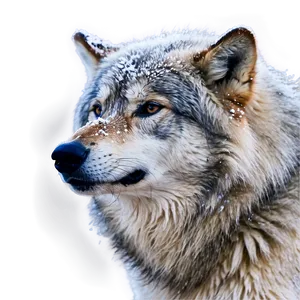 Winter Wolf In Snowfall Png 2 PNG image