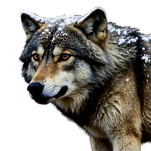 Winter Wolf In Snowfall Png 71 PNG image