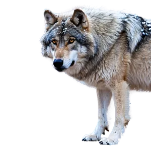 Winter Wolf In Snowfall PNG Yhu PNG