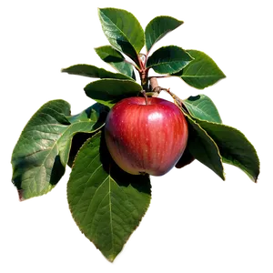 Wisconsin Apple Orchard Png Jjy97 PNG image