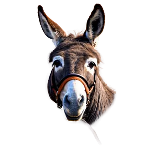 Wise Old Donkey PNG Sda50 PNG