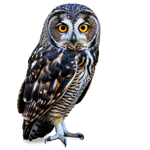Wise Owl PNG 05062024