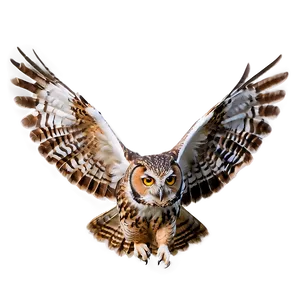 Wise Owl PNG 05062024
